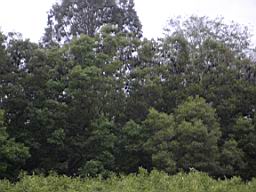 IMGP0204.JPG