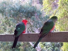 A male and a female King Parrot on the porch of our cabin at Depot Beach
