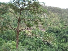 Foresty views from the train