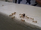 Leaf-cutter ants just outside Kurunda station