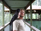 Another glossy black cockatoo taking over my shoulder
