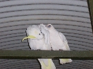 A sulphur crested cockatoo and a little corella being friends