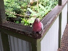 A galah posing for us