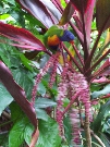 A busy Rainbow Lorikeet