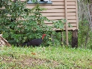 A brush Turkey prowling the streets of Kurunda