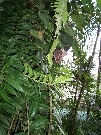 a butterfly in Kurunda's Butterfly Sanctuary