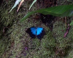 A Ulysses butterfly in the Butterfly Sanctuary