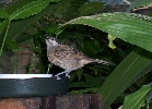 Unidentified, presumably female honeyeater