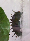 Caterpillar at the Butterfly Sanctuary