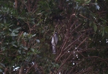 A blurry Channel Billed Cuckoo - huge beak!