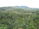 Lots of rainforest