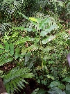The undergrowth of Gondwana plants