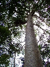 Ferns nesting in a tree...