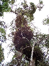 More birds-nest ferns