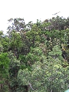 Aerial view of the outskirts of the rainforest