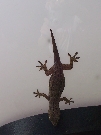 A gecko checked-in at the same YHA