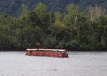 The river-train crossing the Daintree River