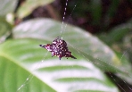 A strange spider (from below) spotted at Crocodylus YHA, Cape Tribulation