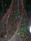 An old trees roots embracing an emerging micro-environment