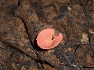 Shrooms - spot the little one