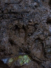 Tracks from the most destructive intruder after humans - the pig