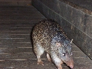 The local Bandicoot