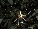 A big Golden-orb spider spotted on our guided night-walk