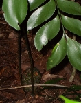 Seed and leaves of a plant unchanged since Gondwana