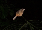 Brown Thornbill taking a snooze out of reach of snakes - hopefully