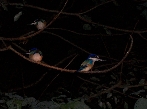 Sacred Kingfishers hanging out