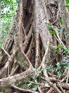 A strangler fig at work