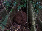 Termites nest dug out by Brown Thornbill hatched from egg laid inside