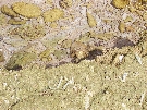 Dead coral washed up on the beach