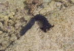 A sea-slug at Frankland Island