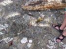 Coral imprints on the beach