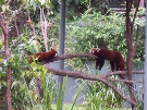Snooze-orama for two red pandas