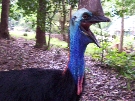 So you think Cassowary is a silly name!