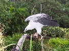 A White Bellied Sea Eagle having a snack in Cairns Tropical Zoo