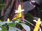 A Yellow-bellied Sunbird outside Cairns Botanical Gardens