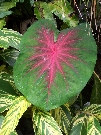 And now for a few botanical wonders from Cairns Botanical Gardens