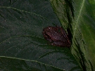 A little tree-frog hiding here