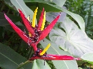 A Bird of Paradise