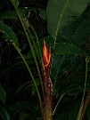 Another variety of Bird of Paradise