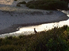 Mr. Roo admiring the sunset