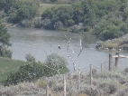 We stayed in Douglas for a bit and saw this magnificent bald eagle