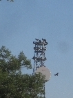 The local communications tower - A popular hang-out for turkey vultures