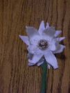 Garlic flower