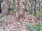 The gum trees all shed a layer of bark in the spring - look at the pile at the foot of the tree