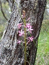 An orchid of unknown species