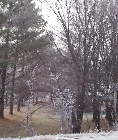 Frosty morning at North end of Canberra (-6'C)